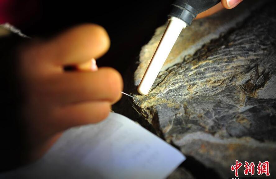湖北发现2.47亿年前湖北鳄类和鱼龙类化石