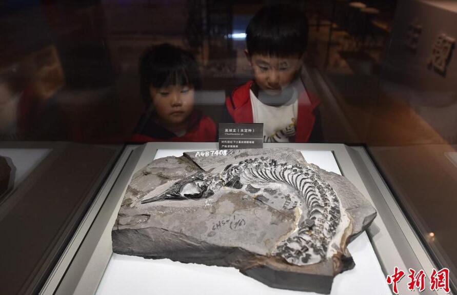 安徽首次集中展示巢湖龙动物群